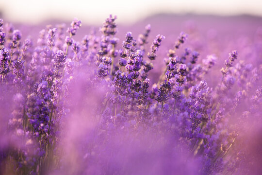 Lavender
