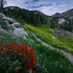 Wildflower Trail