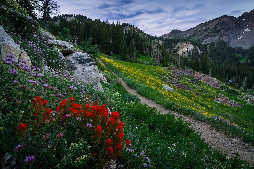 Wildflower Trail